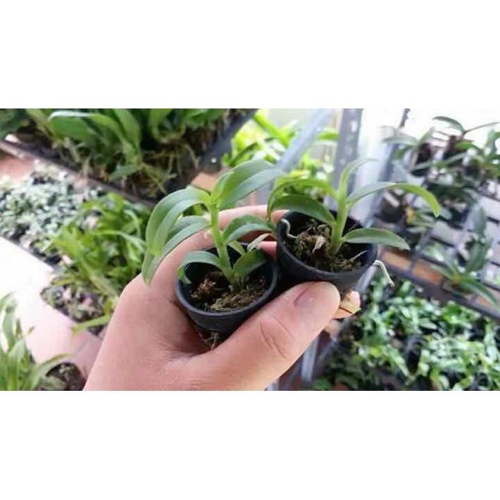 Phi điệp 5ct phú thọ gieo hạt