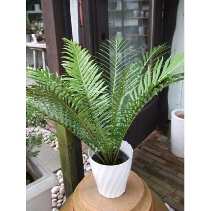 CÂY DƯƠNG XỈ KHỔNG TƯỚC- CÂY VƯỢNG PHONG THỦY, THANH LỌC KHÔNG KHÍ