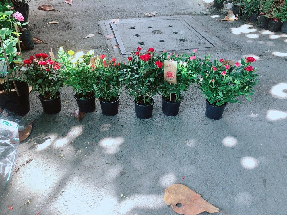 Hoa Hồng Siêu Nụ 120k/chậu (được chọn màu)
