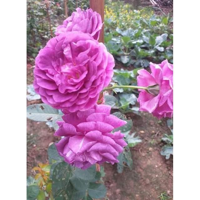 Sản phẩm Gốc Hồng Ngoại