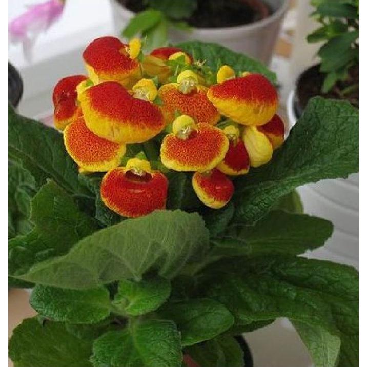 Hạt Giống Hoa Huyền Sâm Mix Màu KNS3632 - Gói 20 hạt