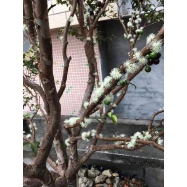 Sản phẩm NHO THÂN GỖ
