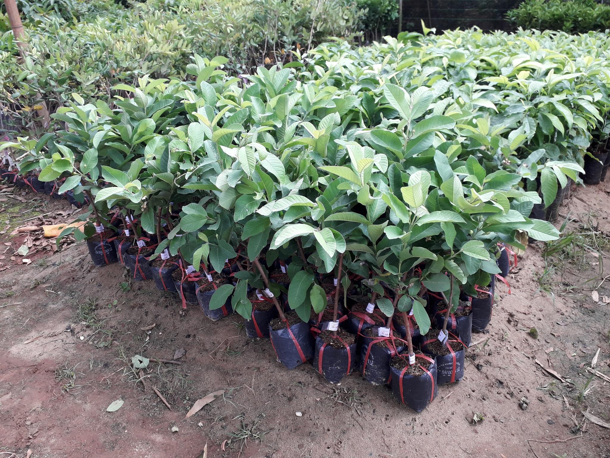 CÂY GIỐNG ỔI TÂN CHÂU SIÊU SỚM