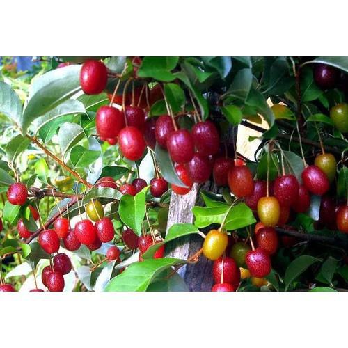 CÂY GIỐNG NHÓT NGỌT SIÊU QUẢ SIÊU NĂNG SUẤT- CAM KÊT GIỐNG CHUẨN F1 - CGNNMF1