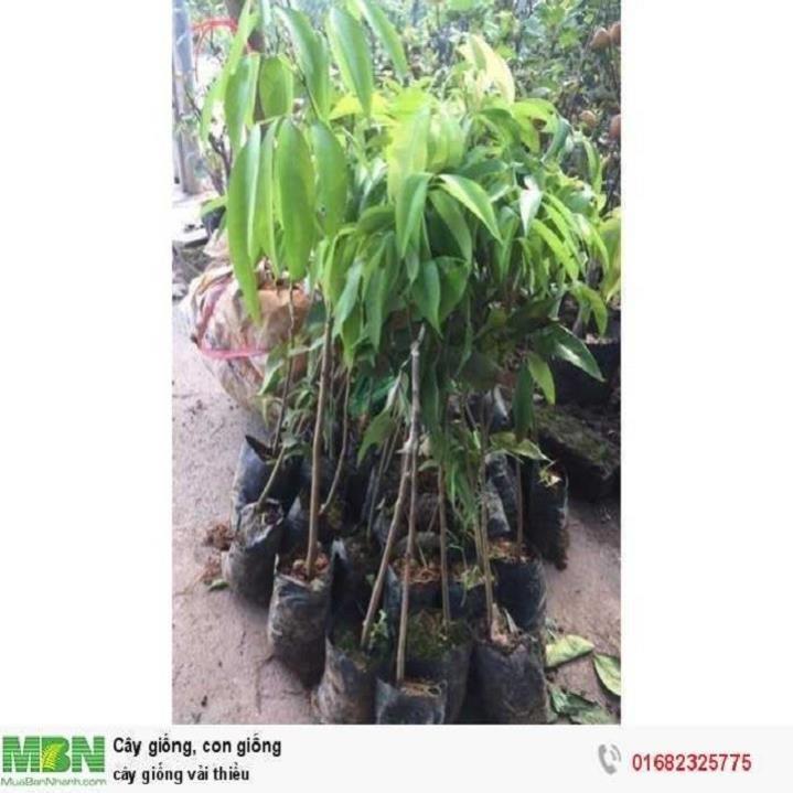 CÂY GIỐNG VẢI THIỀU SIÊU QUẢ DÒNG QUẢ SỚM-