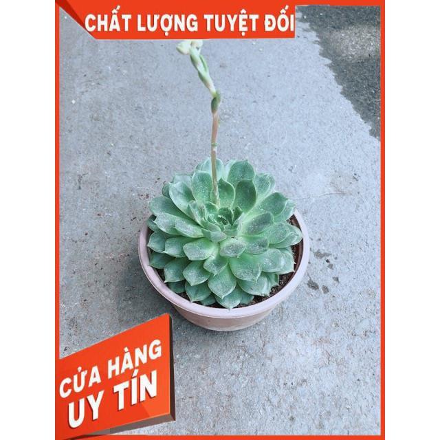 Sen Đá Hoa Hồng Đen