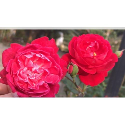 Combo 2 bầu HOA HỒNG CỔ QUÊ SON