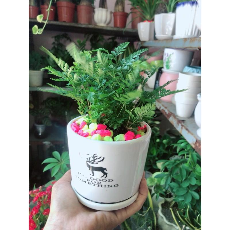 Chậu Cây Dương Sỉ