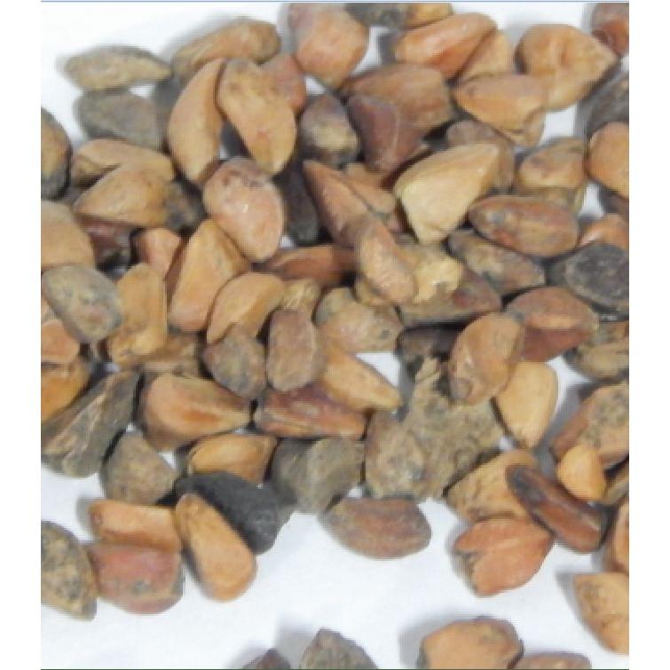 Combo 3 gói hạt giống hoa hồng mix