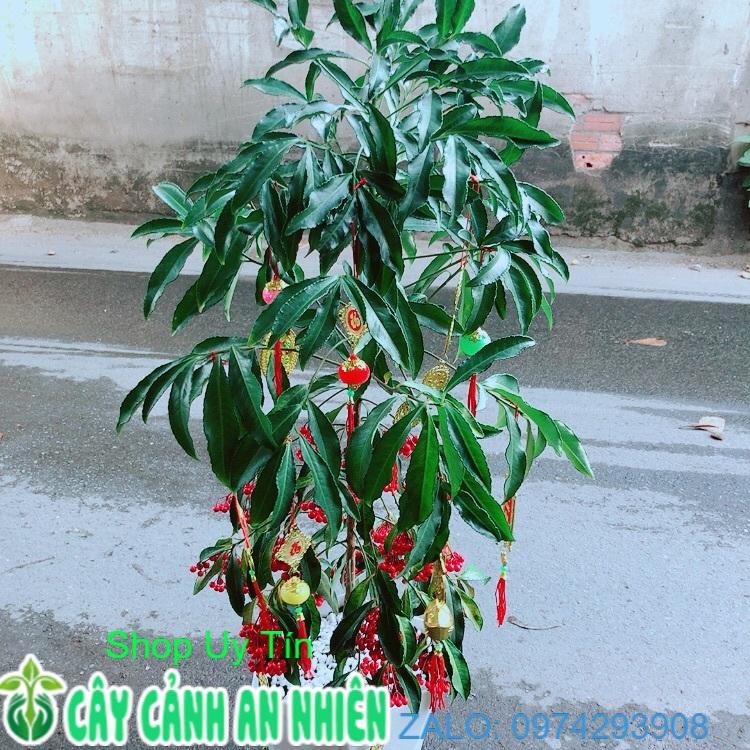 Chậu Cây Kim Ngân Lượng