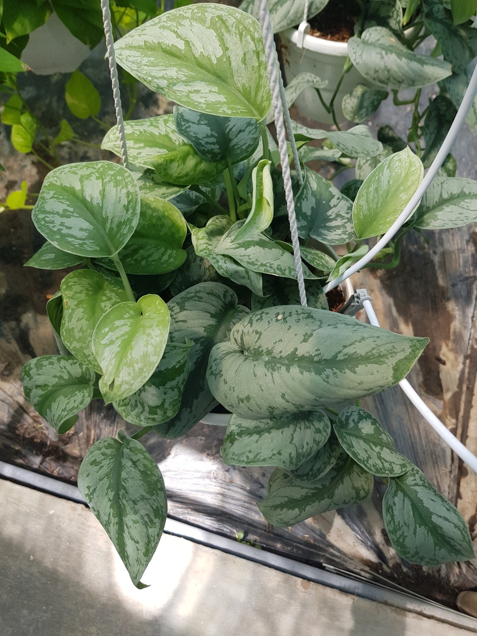 Trầu Bà Lụa Chậu Treo