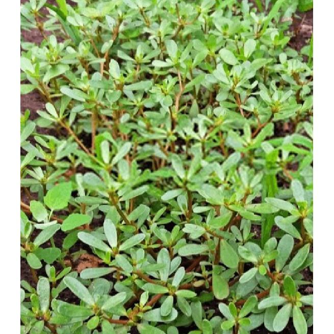 Hạt giống rau sam đất KNS306 - Gói 2gram