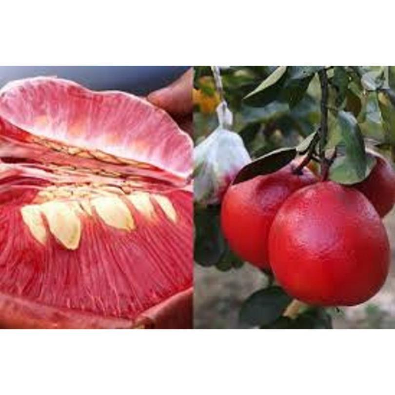CÂY GIỐNG BƯỞI ĐỎ LUẬN VĂN