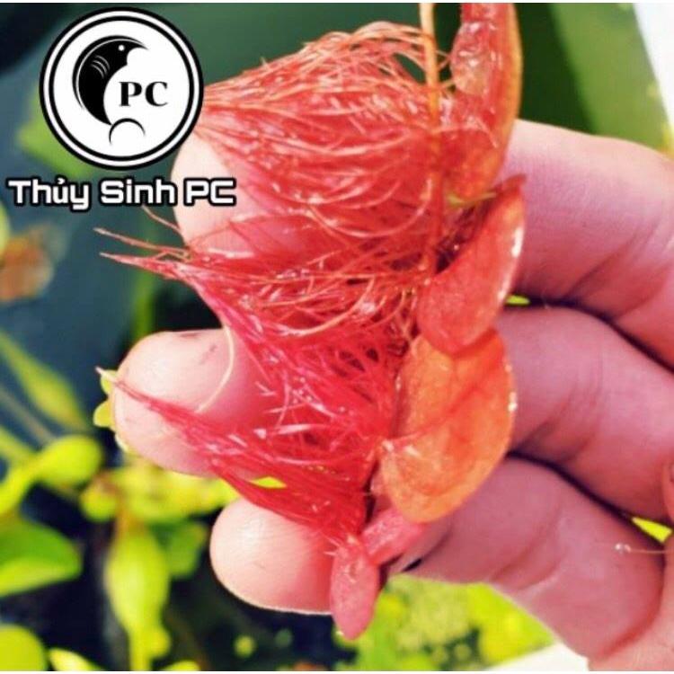 10 nhánh bèo rễ đỏ - phụ kiện trang trí bể thủy sinh cá tép cảnh