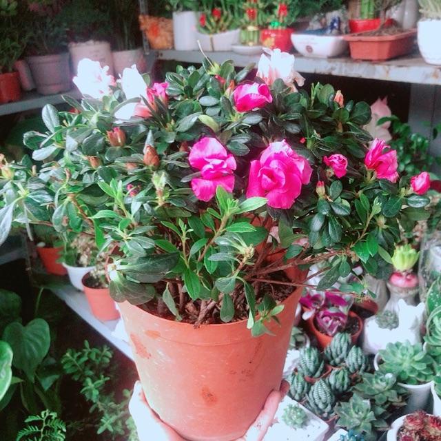 Đỗ Quyên 2 Màu