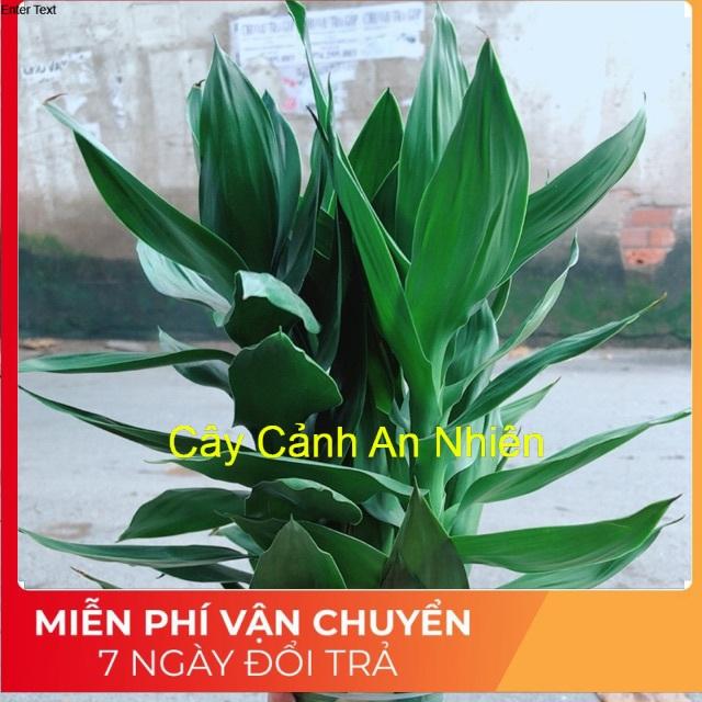 Phát Tài Búp Sen