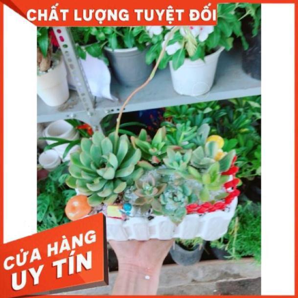 Chậu sen đá mix tiểu cảnh