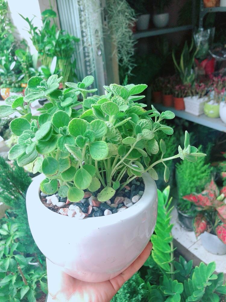 Chậu Cây Nhất Mạc Hương