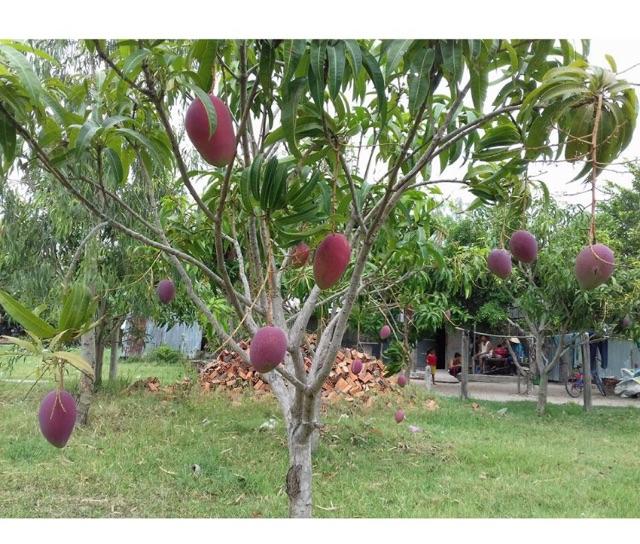 Cây xoài tím