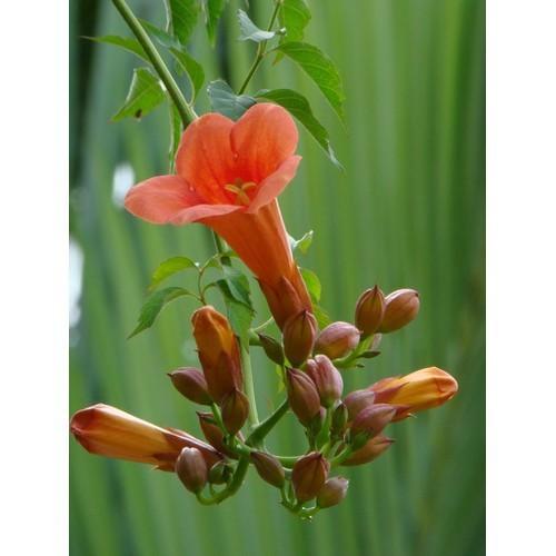 CHẬU HOA GIỐNG CÂY HOA LEO ĐĂNG TIÊU