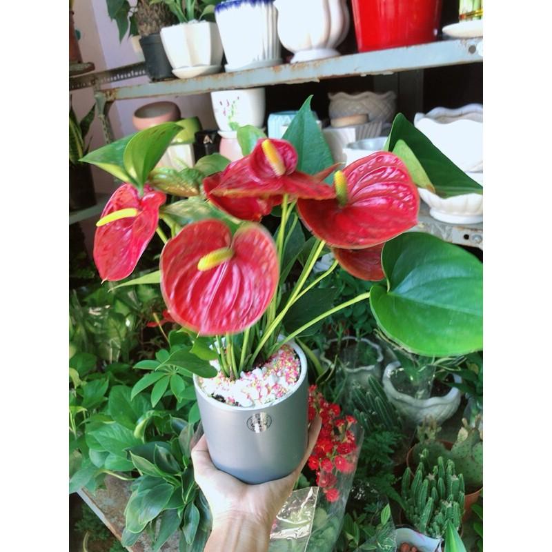 Chậu Cây Hồng Môn