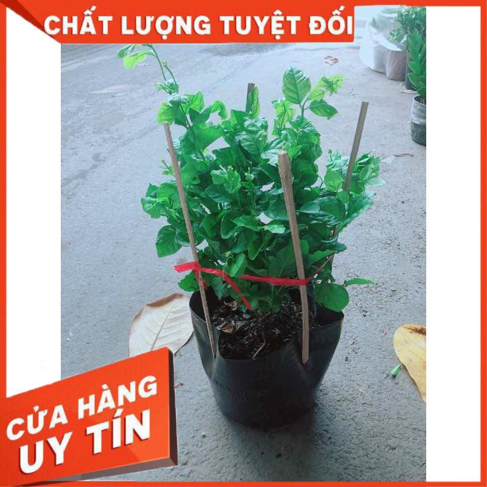 Hoa Nhài Thơm Nhiều Người Mua