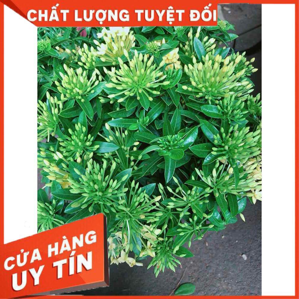 Cây trang thái Nhiều Người Mua