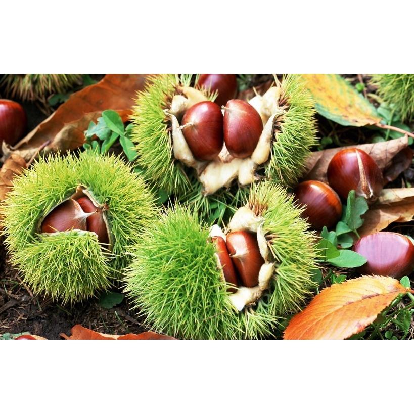 Cây giống hạt dẻ trùng khánh
