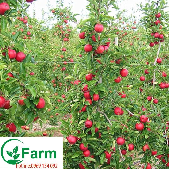 Cây táo đỏ ghép cây đẹp chuẩn giống