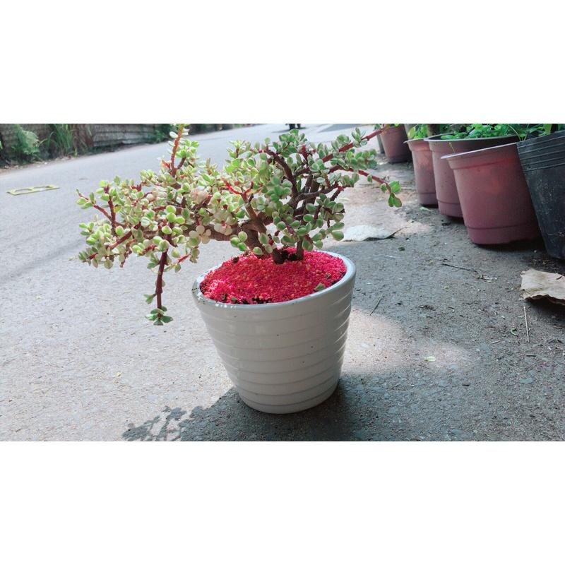 Chậu Cành Vàng Lá Ngọc