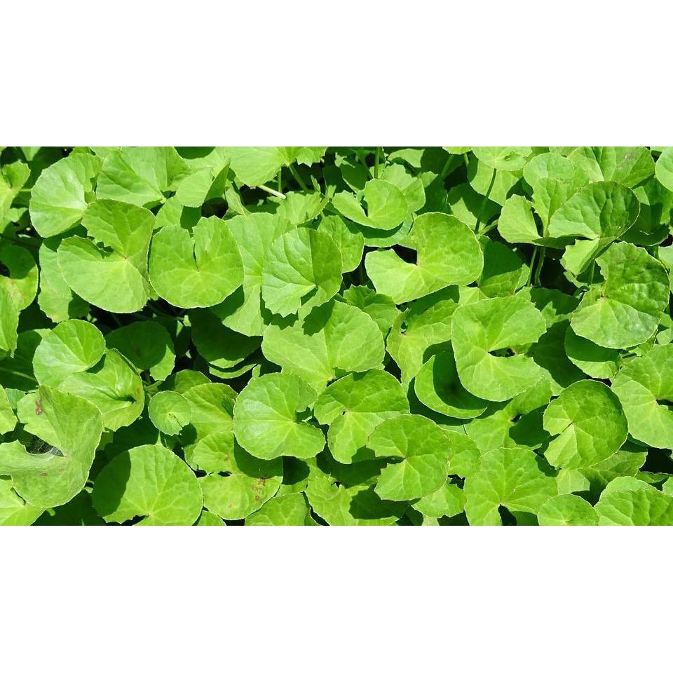 Hạt giống rau má rau gia vị sach ngon dễ trồng gói 0.5 G bao đẹp