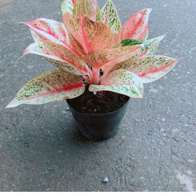 Vạn lộc+phú quý+trúc phát tài