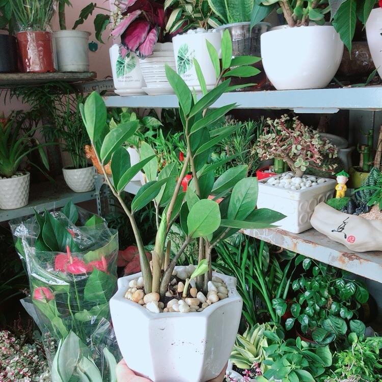 Chậu Kim Tiền Thái