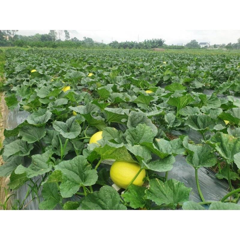 1kg Phân Bón Nảy Chồi - Ra Lá - Tăng Trưởng Mạnh NPK 30-10-10