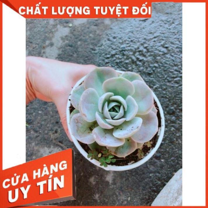 Chậu Sen Đá Hồng Nhiều Người Mua