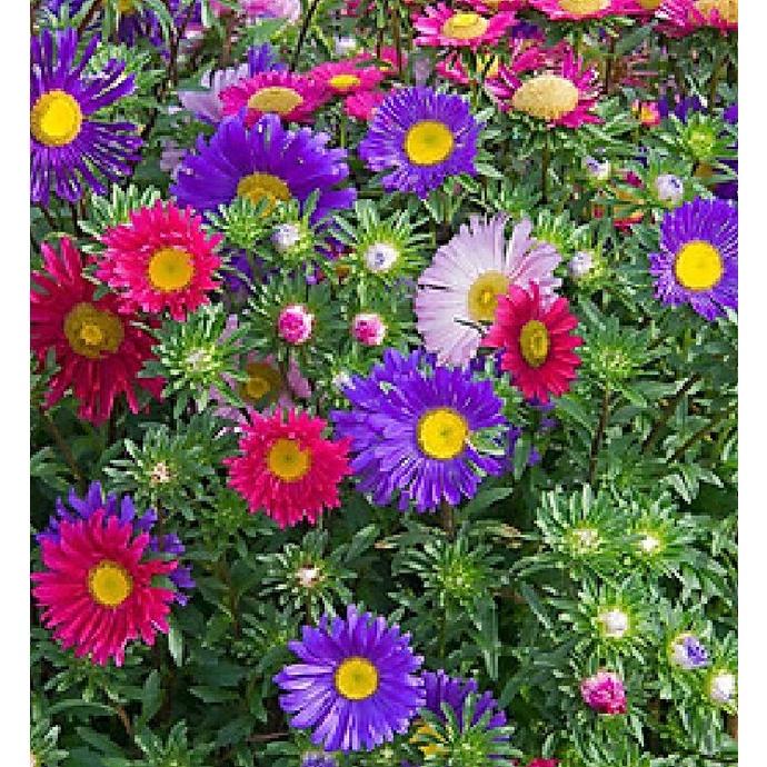 Hạt giống hoa cúc thạch thảo cao mix màu CT399 - Gói 50 hạt