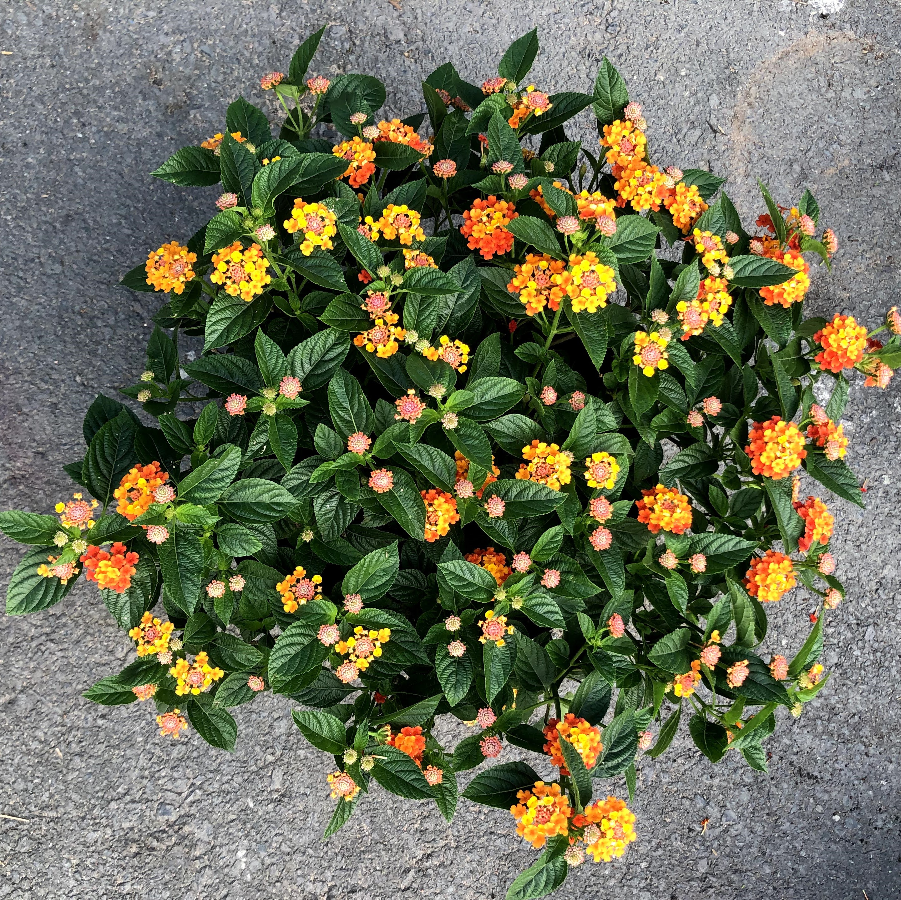 Cây hoa ngũ sắc tán rộng 50 - 70 cm