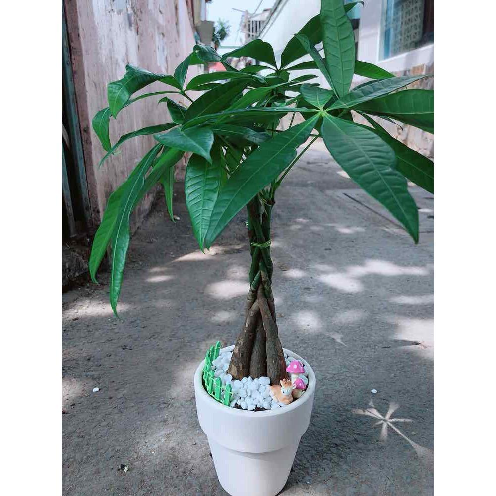 Chậu kim ngân thắt bím 5 thân Bán Chạy