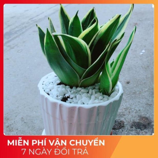 Chậu Lưỡi Hổ Thái