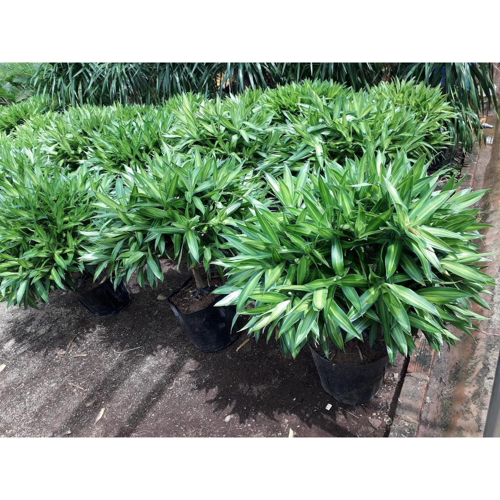 CÂY GIỐNG TRÚC MÂY
