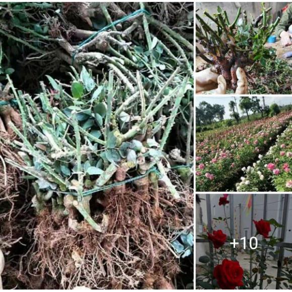 Gốc Hoa Hồng NGoại Siêu Nụ rễ trần