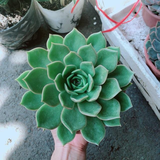 Sen Đá Xanh Cánh Cứng