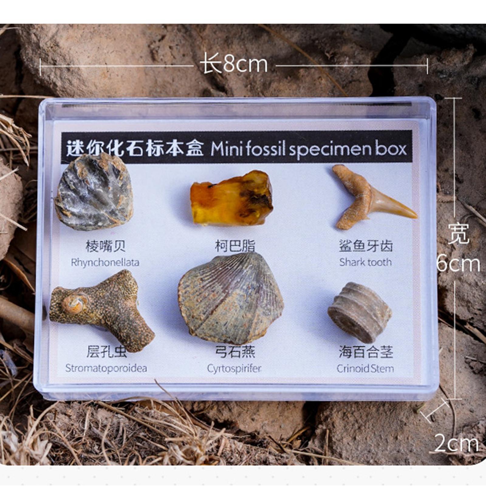 6Pcs Mineral Specimens Natural Stone Collectible Samples Home Decor