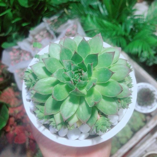 Phật Bà Xanh Kèm Chậu Sứ