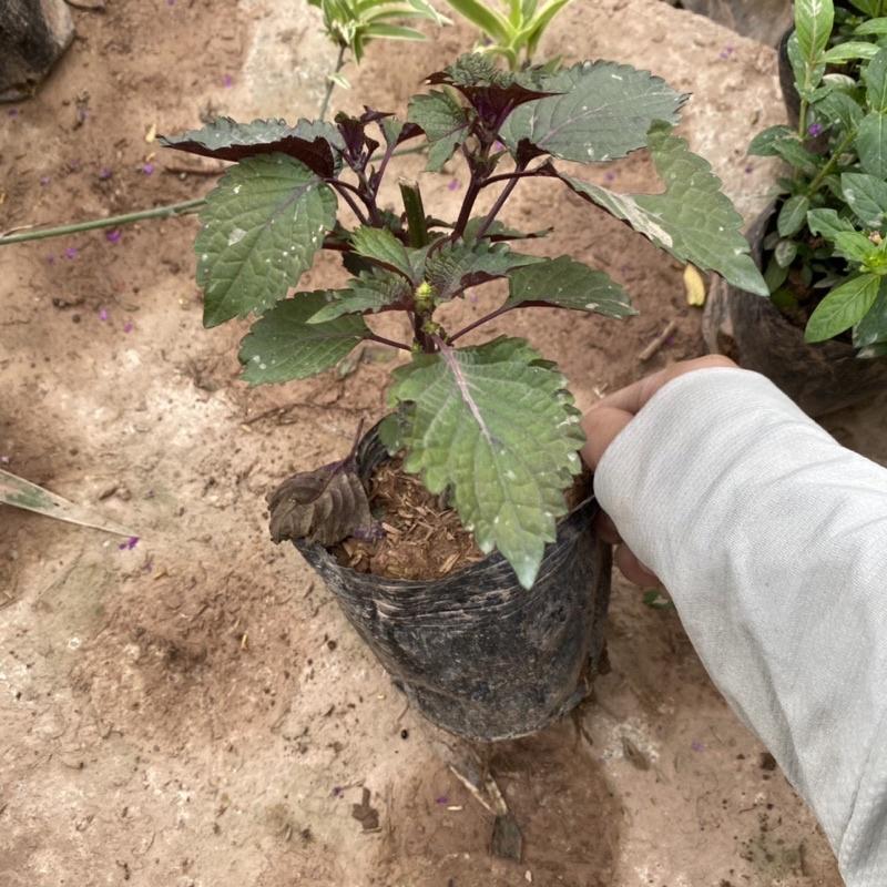 Cây rau tía tô trồv trong bịch đen được dùng làm gia vị trong các món ăn