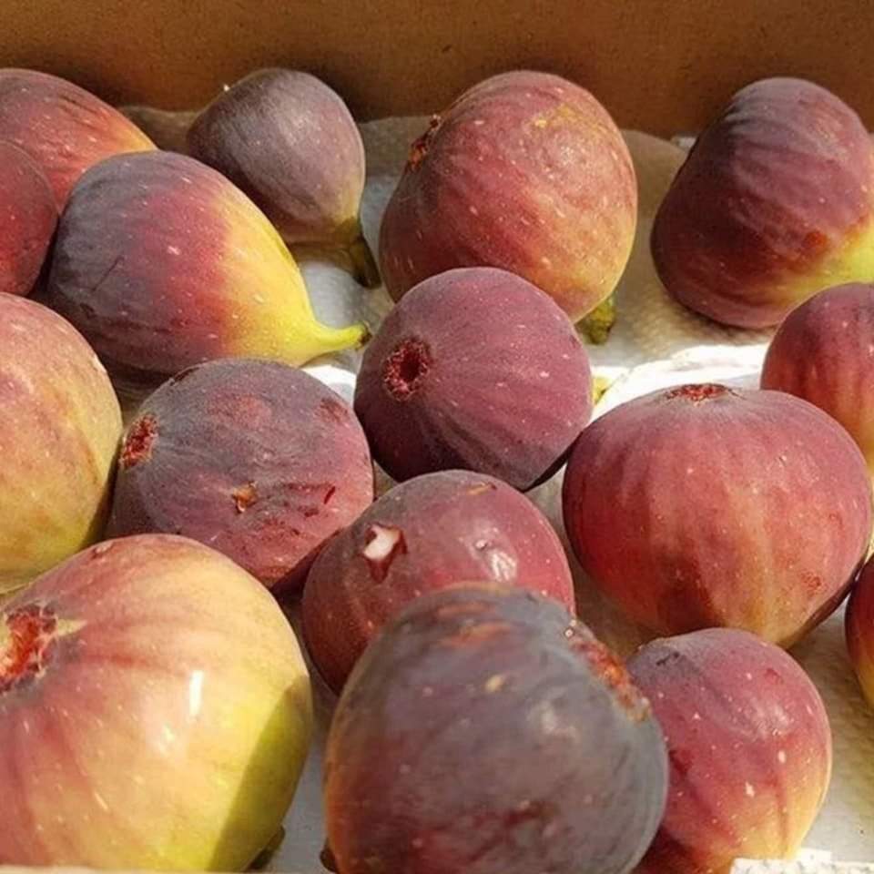 Cây giống sung mỹ lùn trồng cho trái ngay