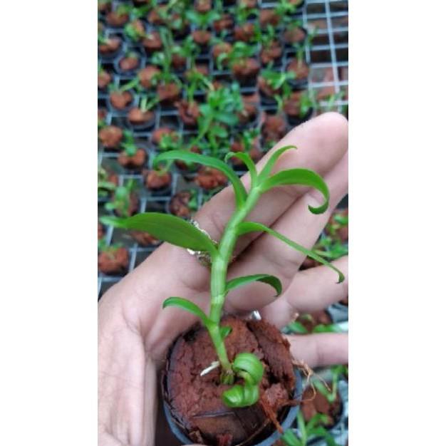 Hoa lan Giả Hạc 5ct Mắt Nai+ 700g phân thỏ hữu cơ
