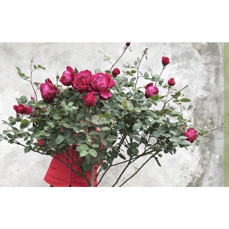 Cây hồng nhung cổ cao 35cm