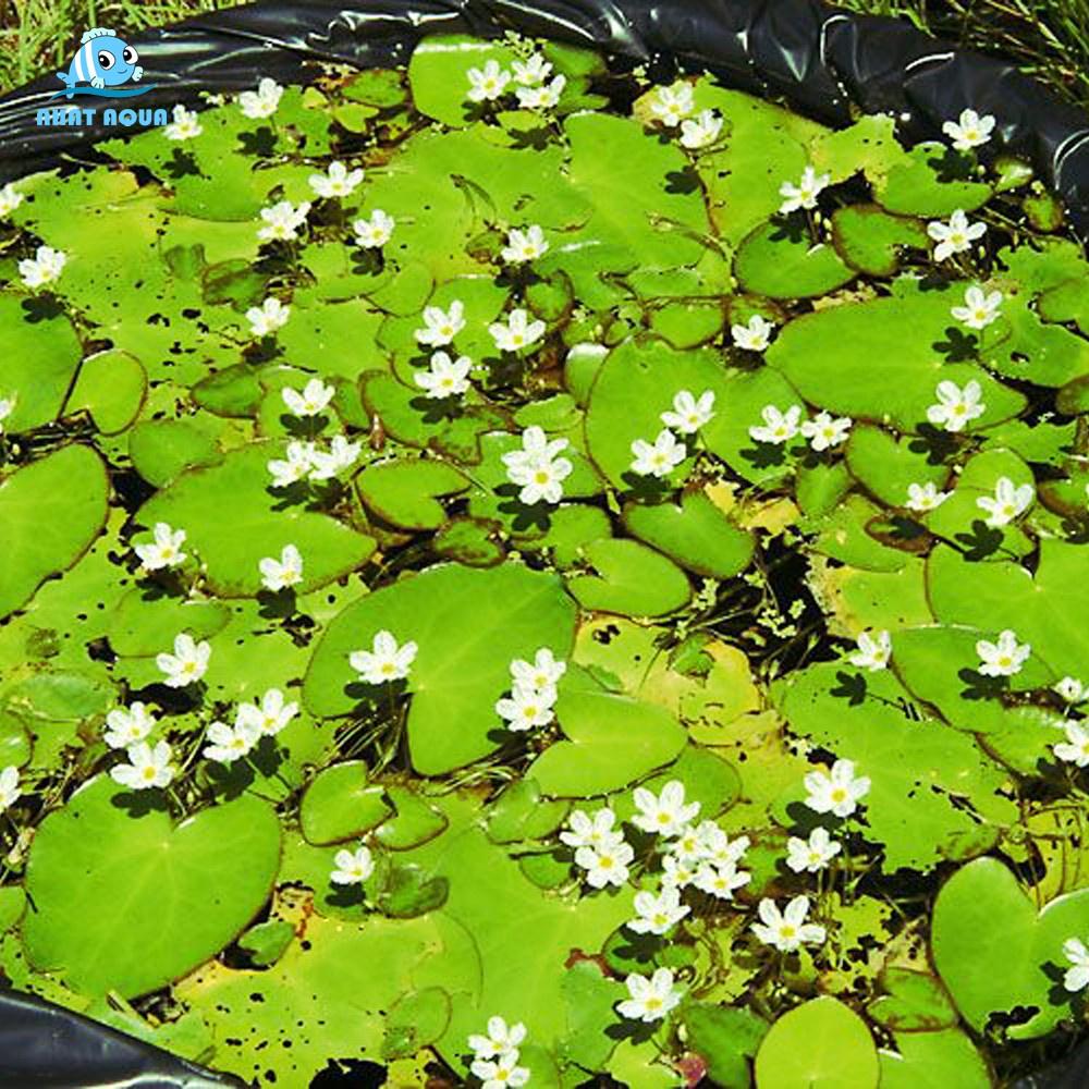 Cây thuỷ nữ thuỷ sinh 2 loại hoa vàng và hoa trắng
