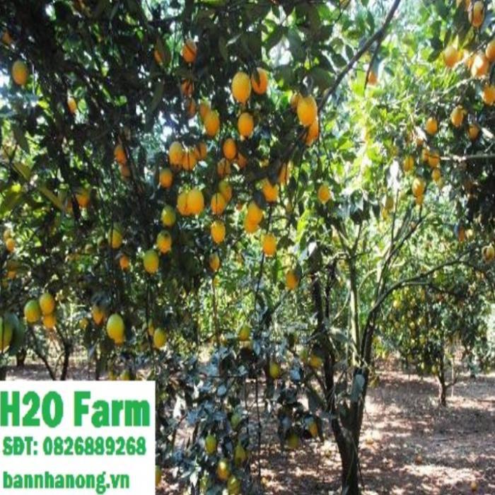 Cây cam vinh siêu quả + Tặng 01 cây dâu da đất